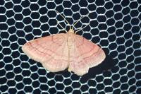 Scopula rubiginata
