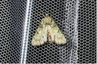 Polyphaenis sericata