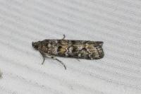 Dioryctria abietella