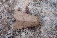 Luperina rubella