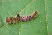 Acronicta psi