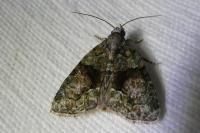 Cryphia algae