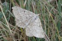 Isturgia murinaria