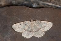 Yezognophos serotinaria serotinoides