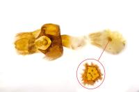 Yezognophos serotinaria serotinoides
