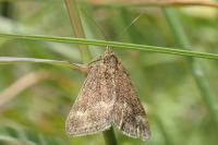 Pyrausta aerealis
