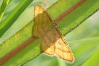 Idaea aureolaria
