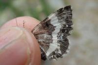 Spargania luctuata