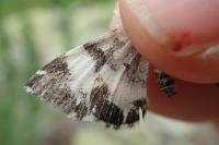 Spargania luctuata