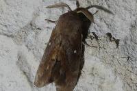 Dendrolimus pini pini