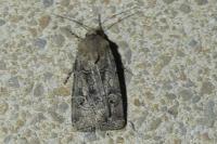 Agrotis bigramma