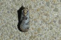 Epilecta linogrisea