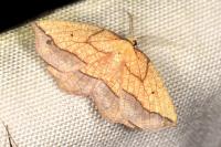 Epione repandaria