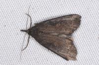 Hypena obesalis