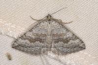 Scotopteryx bipunctaria