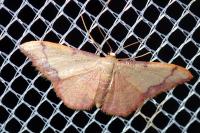 Idaea ostrinaria