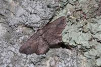 Menophra abruptaria