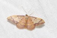 Idaea ostrinaria