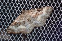 Epirrhoe alternata