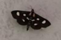 Anania funebris