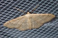 Idaea