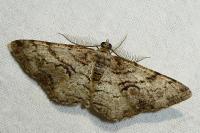 Peribatodes secundaria secundaria