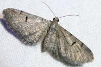 Eupithecia extraversaria