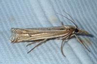 Ancylolomia tentaculella