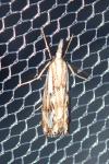 Catoptria falsella