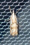 Catoptria falsella