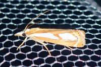 Catoptria mytilella