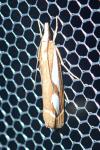 Catoptria mytilella