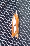 Catoptria pinella