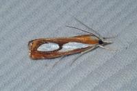 Catoptria pinella