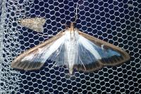 Cydalima perspectalis