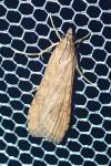Nomophila noctuella