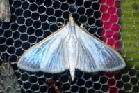 Palpita vitrealis