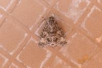 Acronicta megacephala