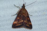 Pyrausta despicata