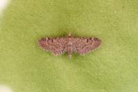 Eupithecia ultimaria