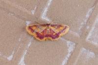 Idaea muricata
