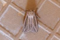 Mythimna riparia