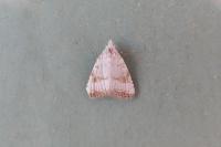 Meganola albula