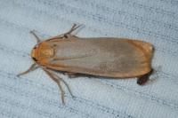 Katha depressa