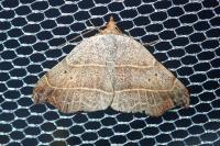 Laspeyria flexula