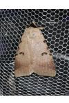 Lygephila craccae