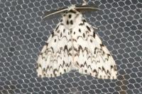 Lymantria monacha