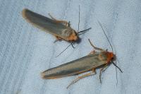 Manulea complana