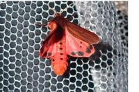 Phragmatobia fuliginosa
