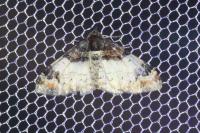 Catarhoe cuculata